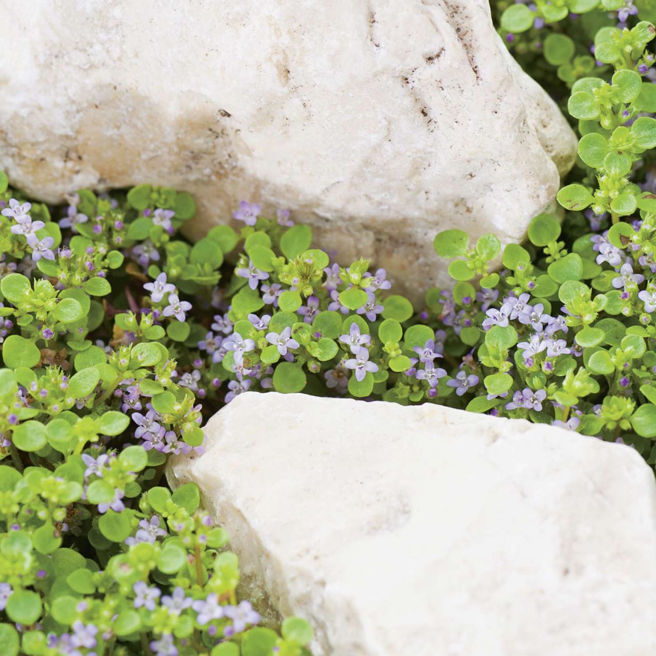 Korsische Polster-Minze - Mentha requienii