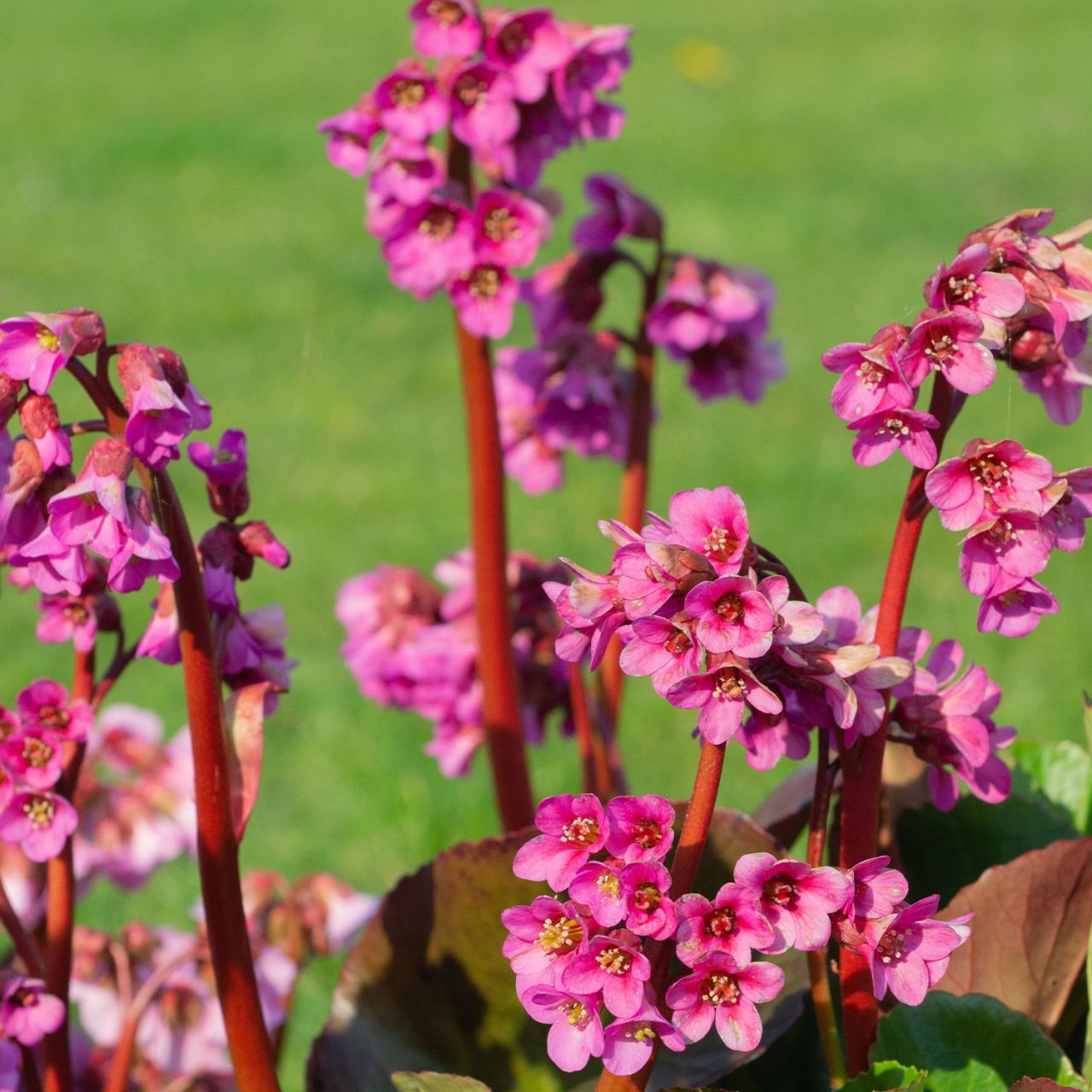 Kategorie <b>Stauden </b> - Bergenie 'Bressingham Ruby' - Bergenia cordifolia 'Bressingham Ruby'