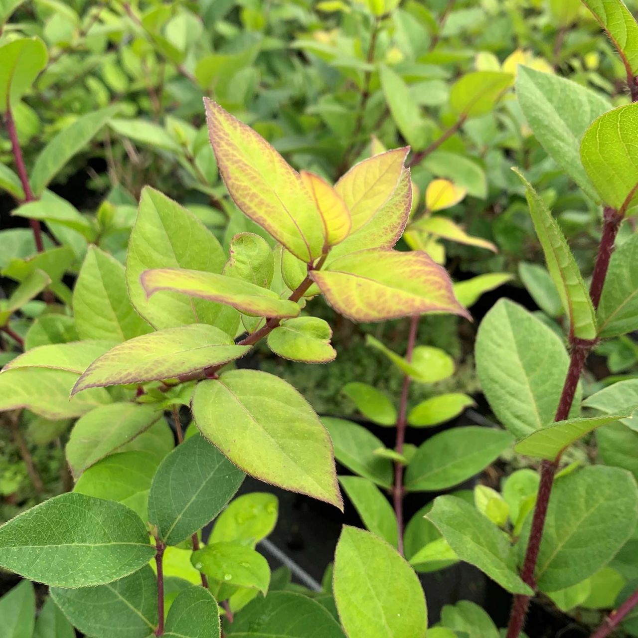 Kategorie <b>Blütensträucher und Ziergehölze </b> - Winter-Heckenkirsche 'Winter Beauty®' - Lonicera purpusii