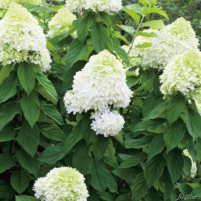 Rispenhortensie �Confetti� Hydrangea paniculata