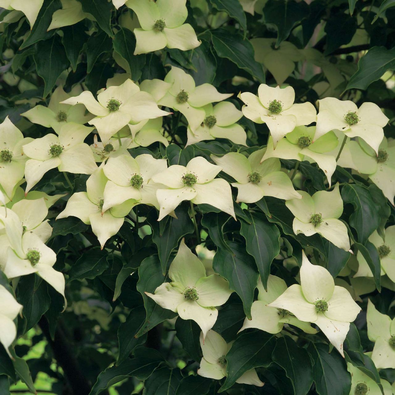 Kategorie <b>Blütensträucher und Ziergehölze </b> - Chinesischer Blumen-Hartriegel 'Milky Way' - Cornus kousa 'Milky Way'