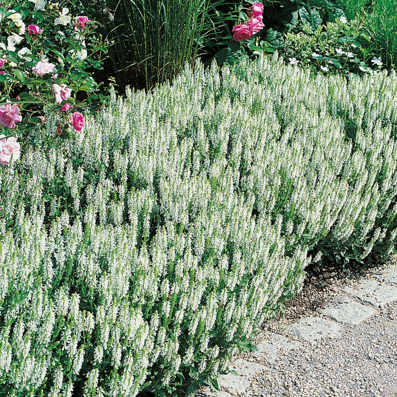  Blüten-Salbei 'Schneehügel' - Salvia nemorosa 'Schneehügel'