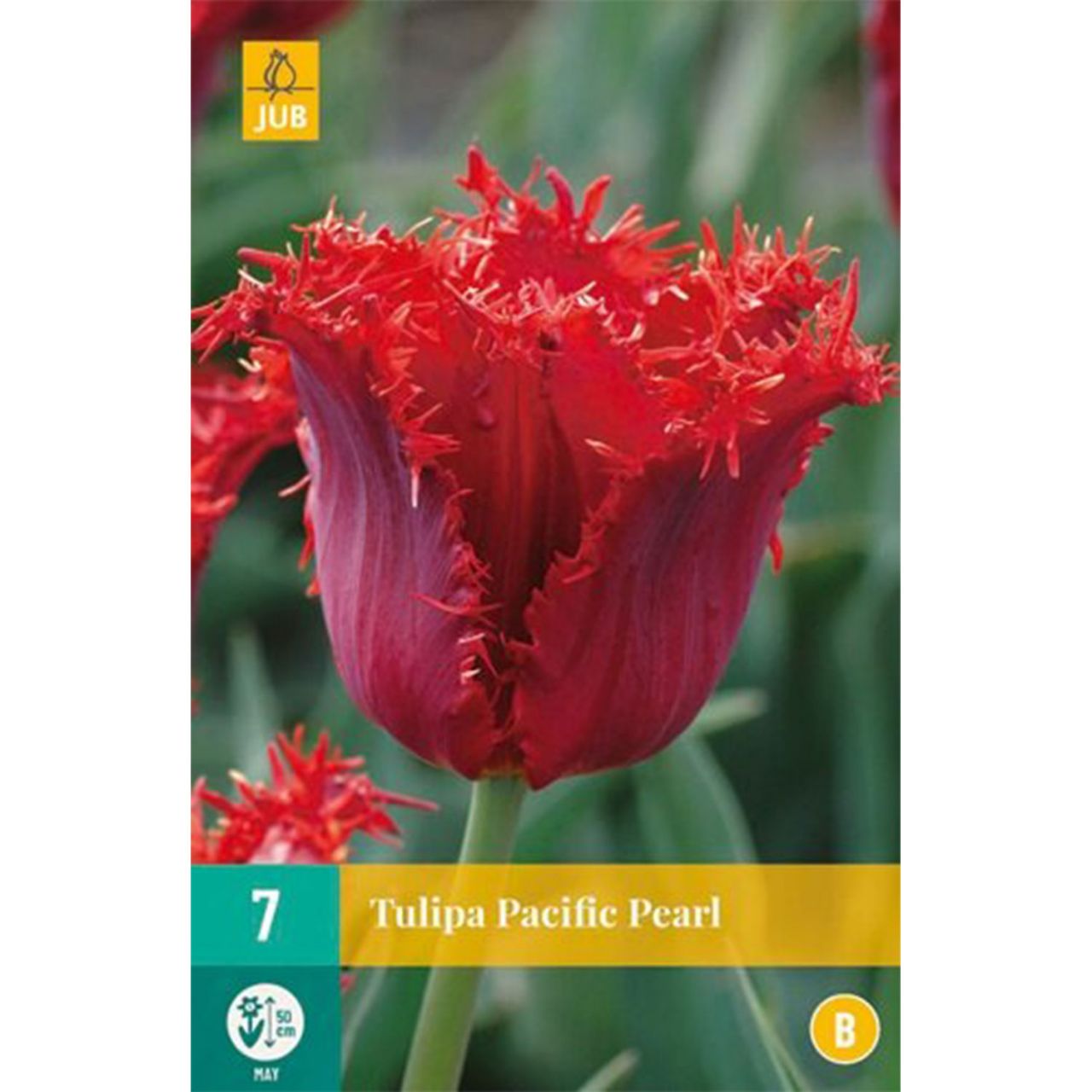 Kategorie <b>Herbst-Blumenzwiebeln </b> - Gefranste Tulpe 'Pacific Pearl' - 7 Stück - Tulipa 'Pacific Pearl'