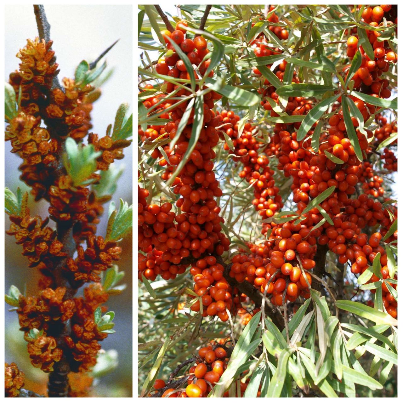 Beeren - Sanddorn 'Duo'   - 2 in 1 - Hippophae rhamnoides 'Duo'