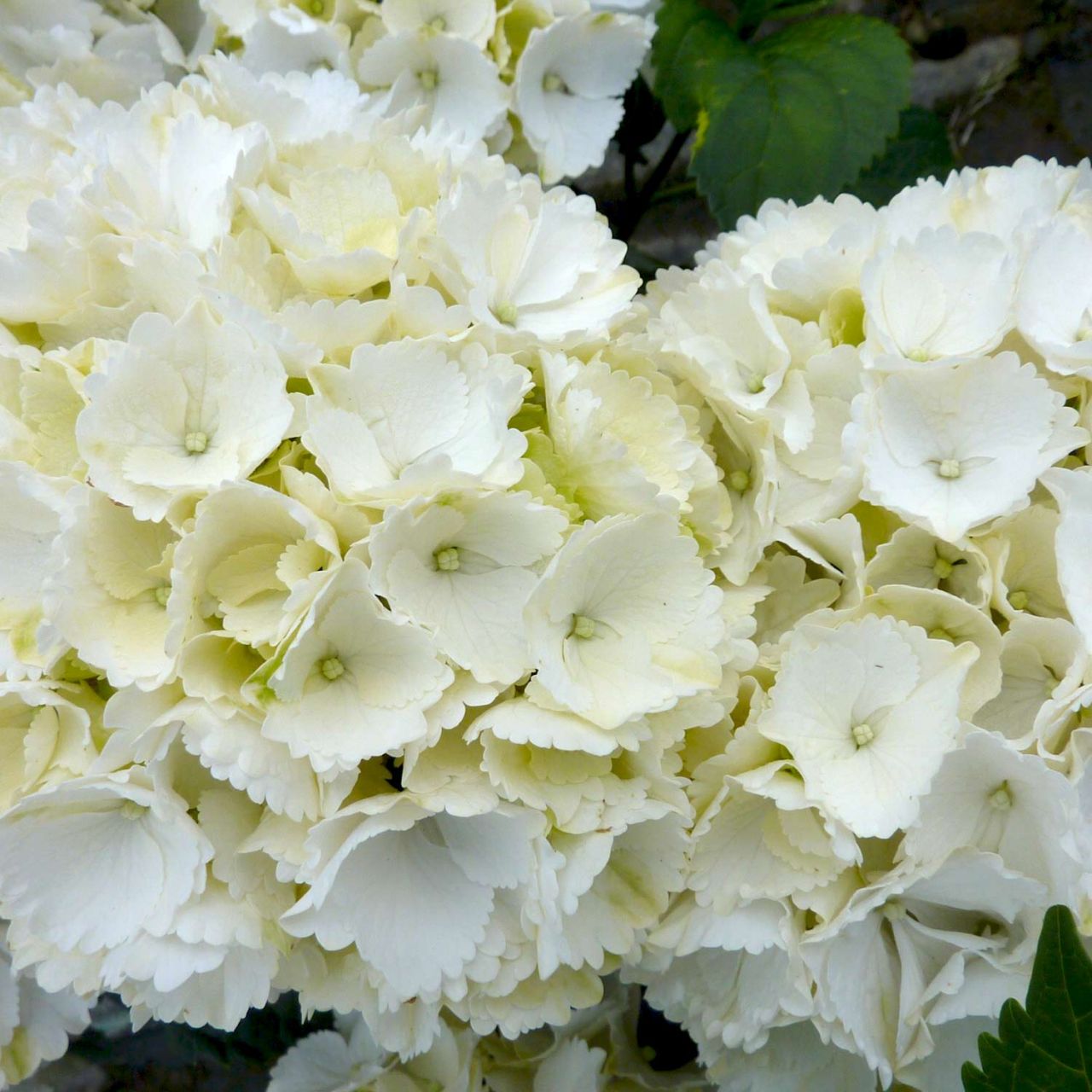 Kategorie <b>Blütensträucher und Ziergehölze </b> - Gartenhortensie 'Schneeball' - Hydrangea macrophylla 'Schneeball'