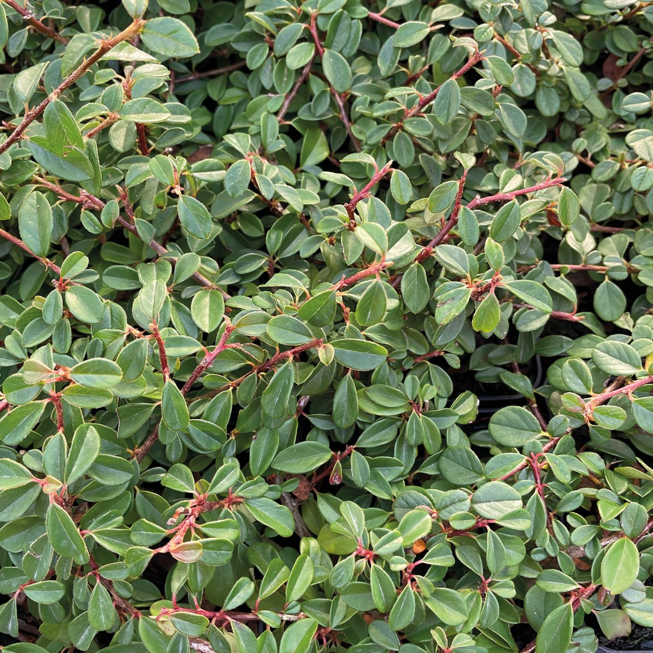  Teppichmispel / Kriechmispel 'Eichholz' - Cotoneaster dammeri 'Eichholz'