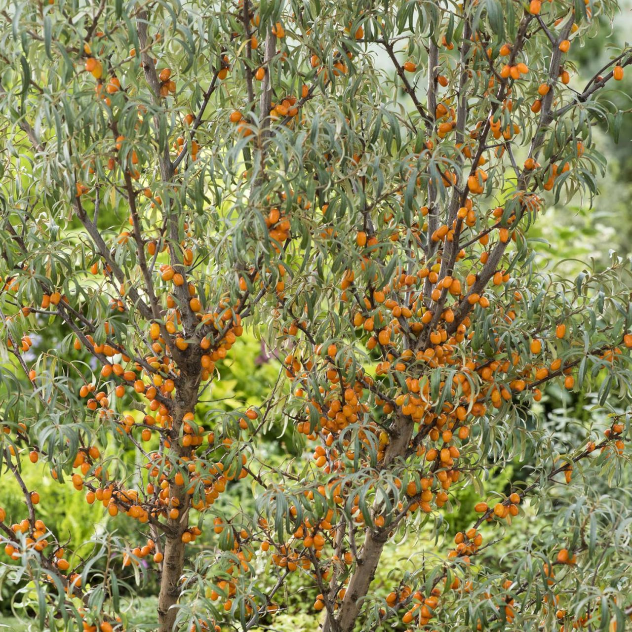 Beeren - Sanddorn 'Friesdorfer Orange' - Hippophae rhamnoides 'Friesdorfer Orange'