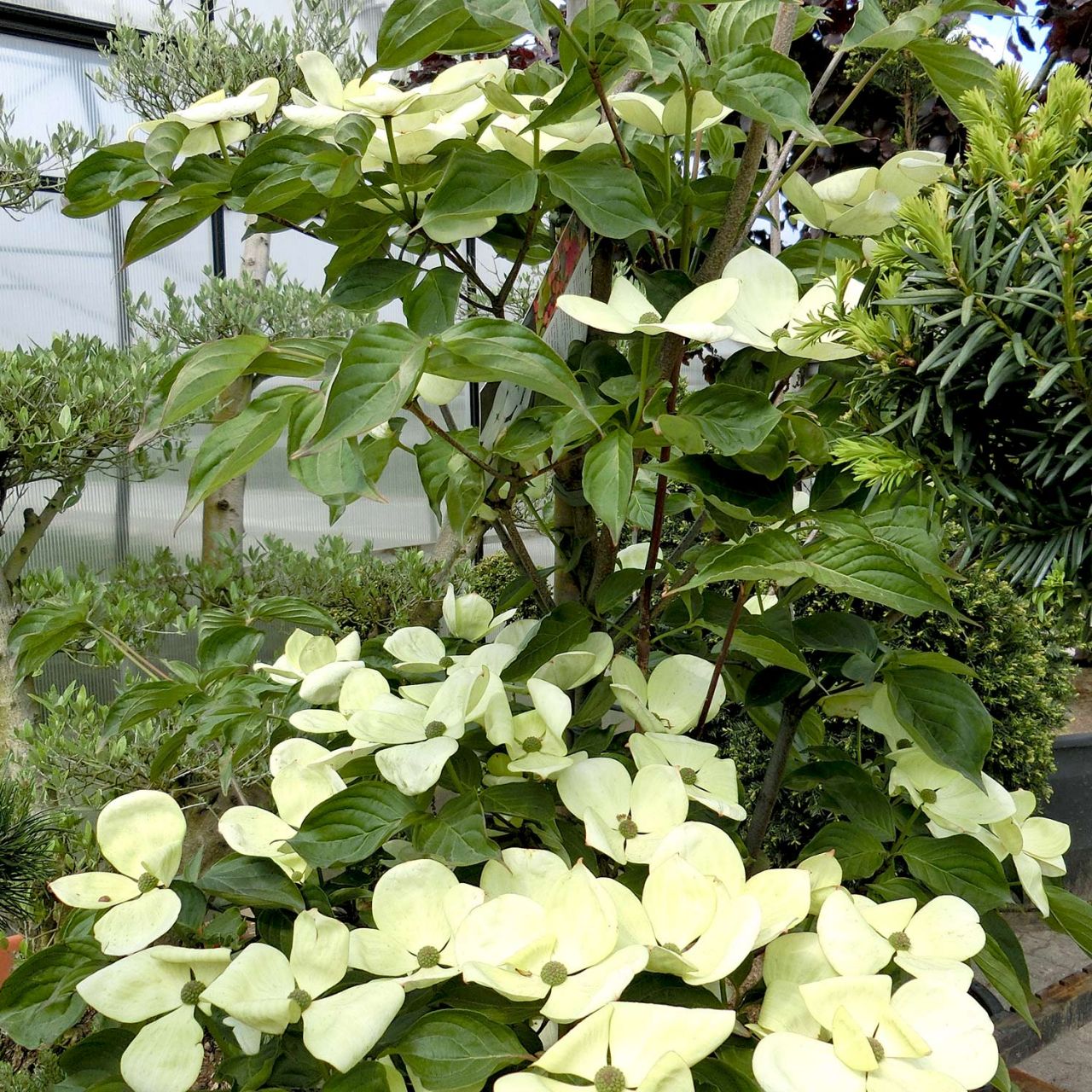 Kategorie <b>Blütensträucher und Ziergehölze </b> - Großblumiger Blumen-Hartriegel 'Venus' - Cornus kousa 'Venus®'