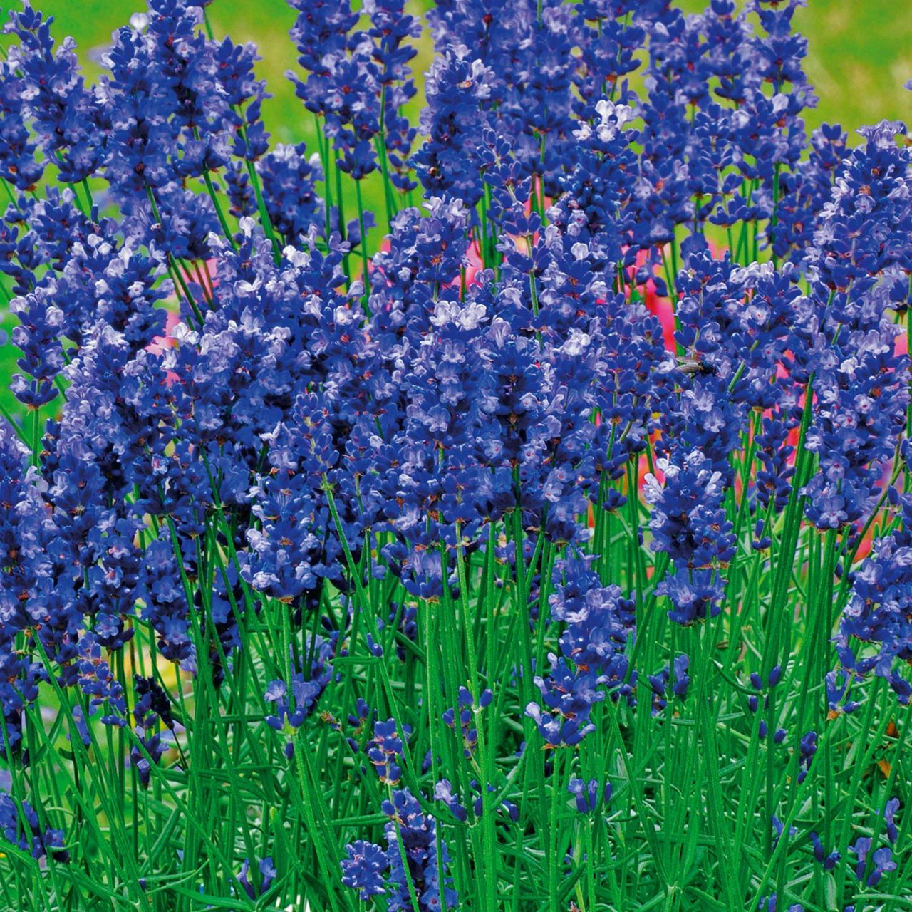  Lavendel 'Hidcote Blue' - Lavandula angustifolia