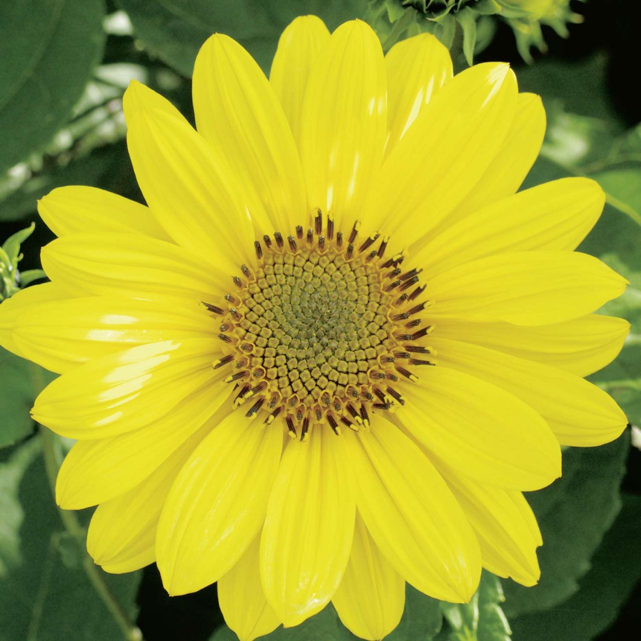 Stauden-Sonnenblume 'Capenoch Star' - Helianthus decapetalus 'Capenoch Star'