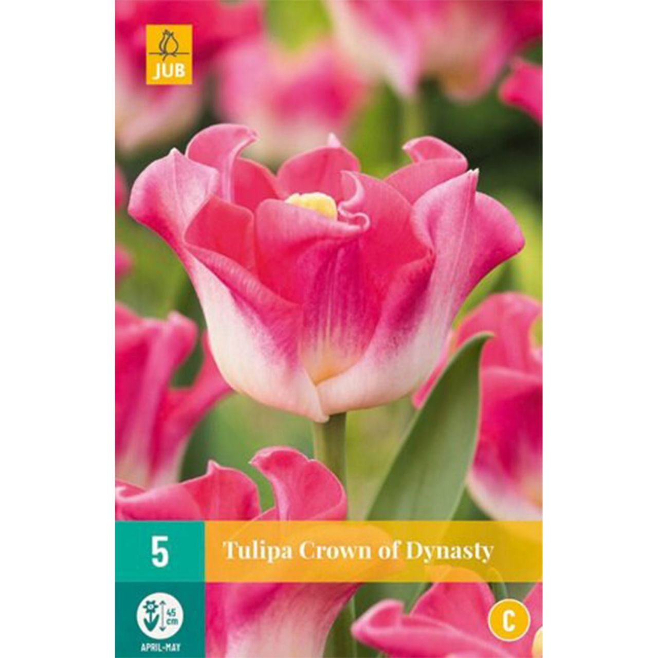 Kategorie <b>Herbst-Blumenzwiebeln </b> - Coronet-Tulpe 'Crown of Dynasty' - 5 Stück - Tulipa 'Crown of Dynasty'
