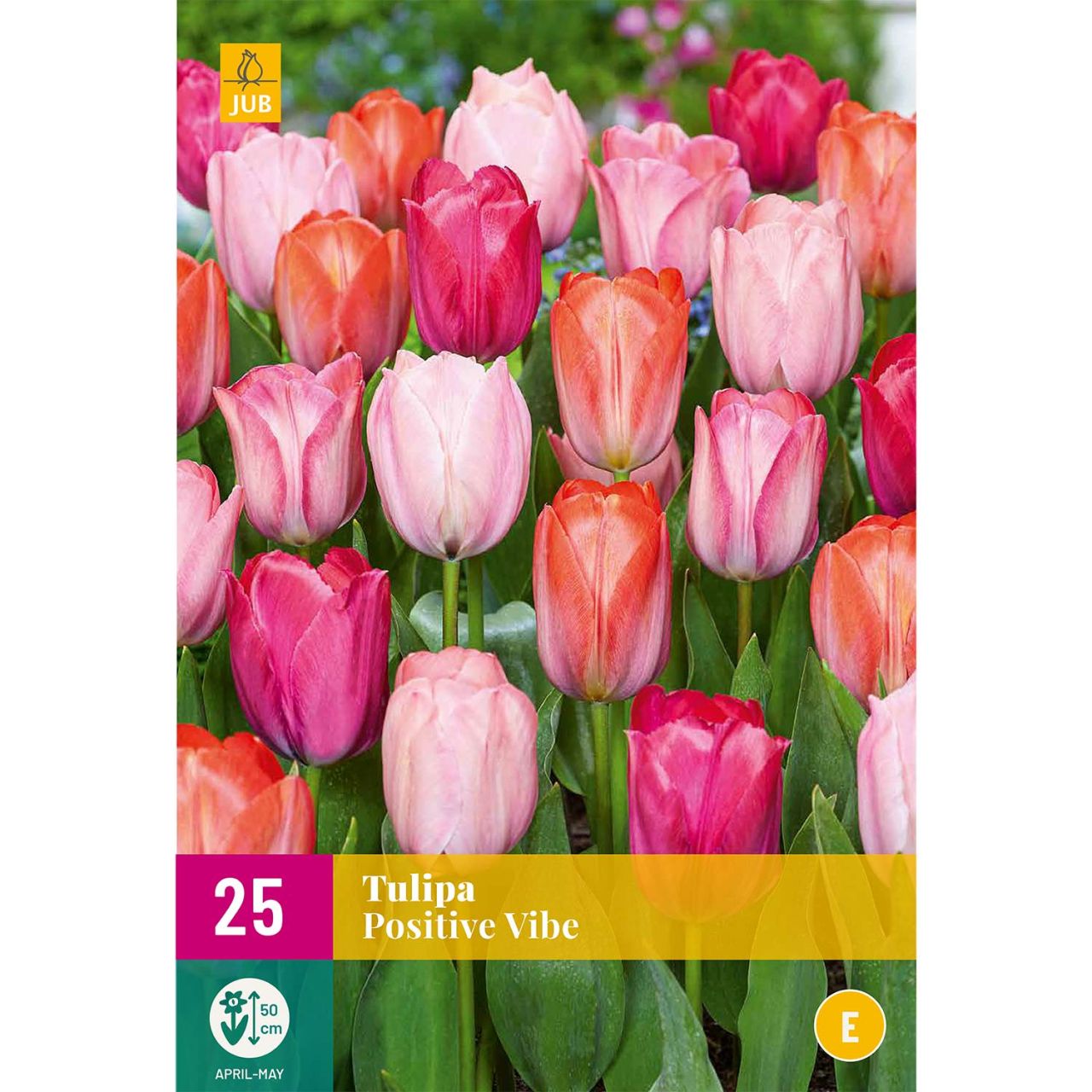 Kategorie <b>Herbst-Blumenzwiebeln </b> - Triumph-Tulpen Mix 'Positive Vibe®' - 25 Stück - Tulipa Mix 'Positive Vibe®'