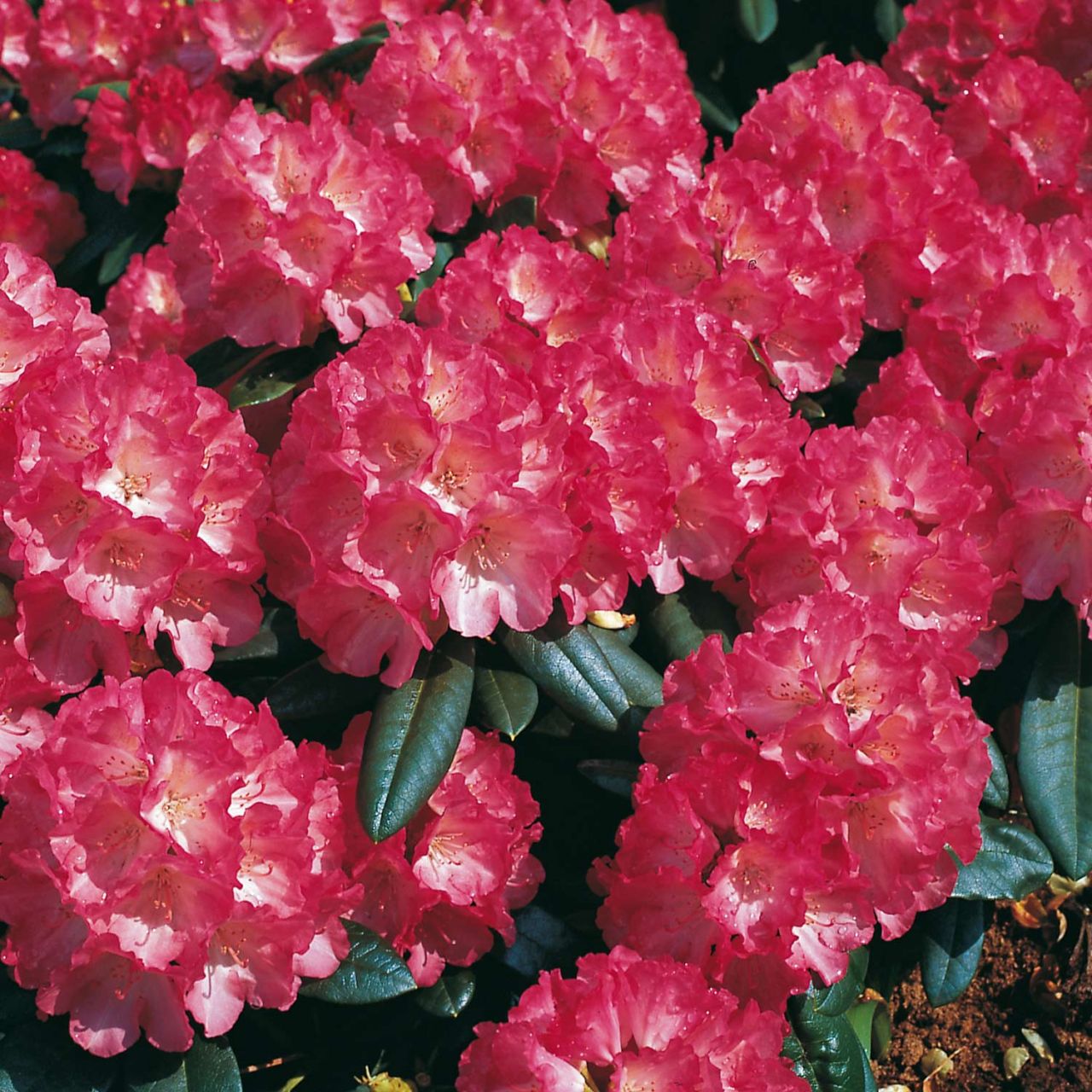  Ball-Rhododendron 'Fantastica', 3 - 5 Liter, 25 - 30 cm - Rhododendron yakushimanum 'Fantastica'