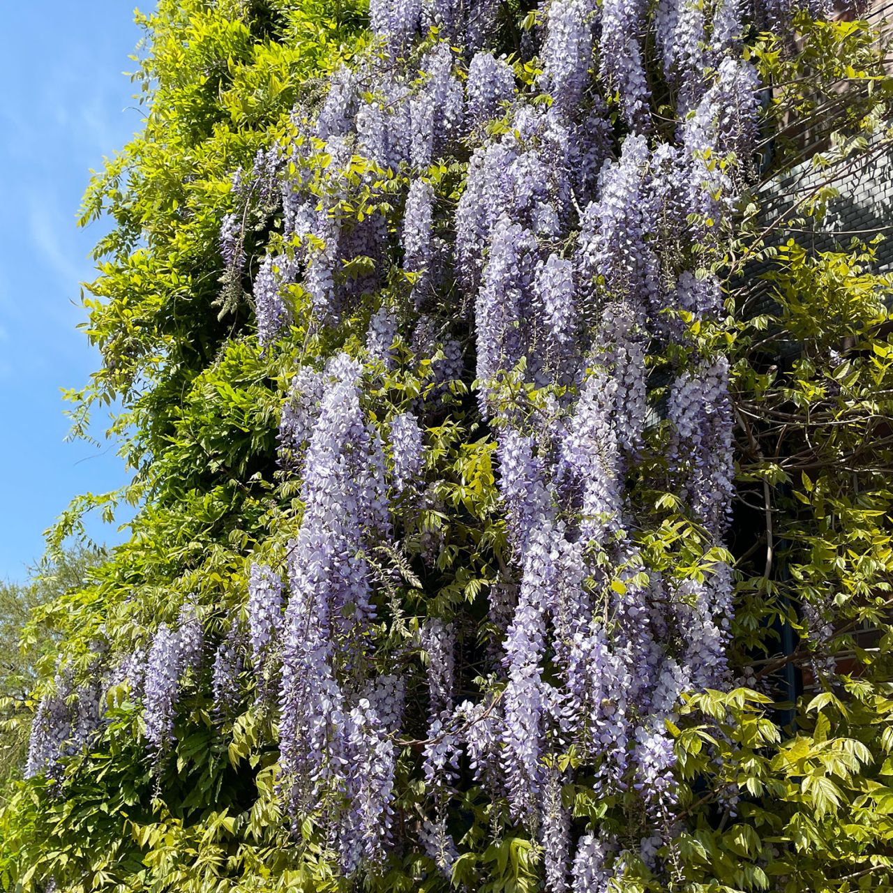 Kategorie <b>Kletterpflanzen </b> - Blauregen 'Prolific' - XXL - Wisteria sinensis 'Profilic' - XXL