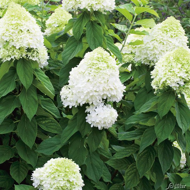 Rispenhortensie �Limelight� Hydrangea paniculata