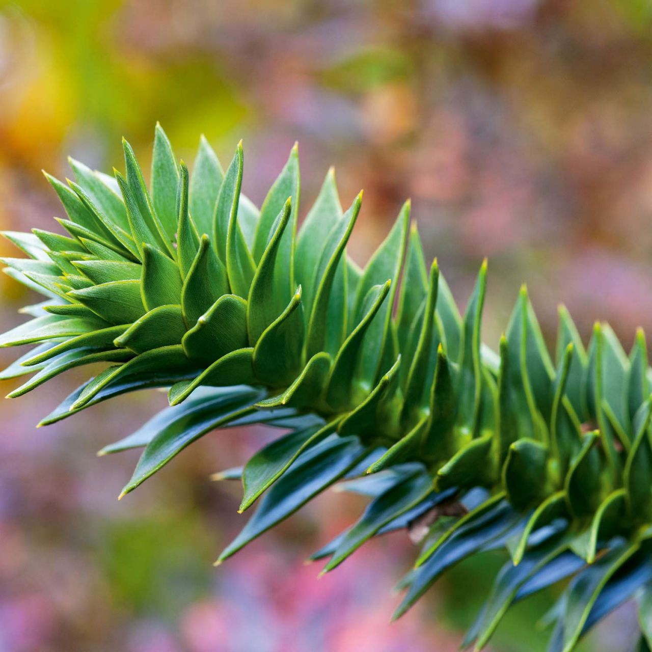 Kategorie <b>Nadelbäume u. Koniferen </b> - Chilenische Schmucktanne - Andentanne - Araucaria araucana