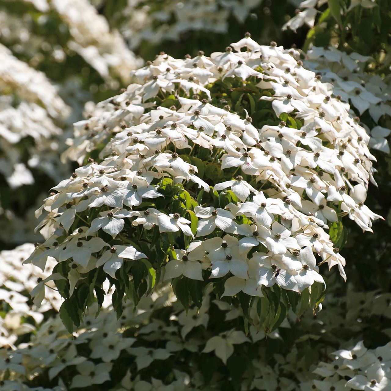 Kategorie <b>Blütensträucher und Ziergehölze </b> - Blumenhartriegel - Cornus Kousa chinensis