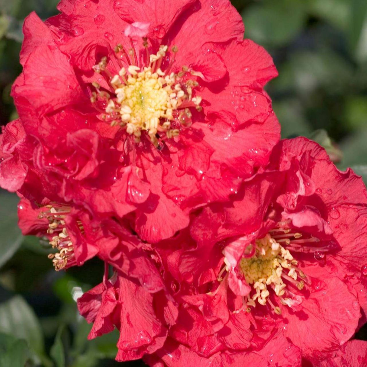 Kategorie <b>Blütensträucher und Ziergehölze </b> - Gefüllte Zierquitte 'Pink Storm' - Chaenomeles speciosa 'Pink Storm®'