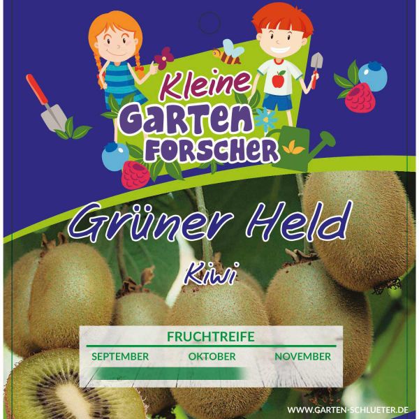 Kiwi Gruner Held Kleine Gartenforscher Actinidia Chinensis