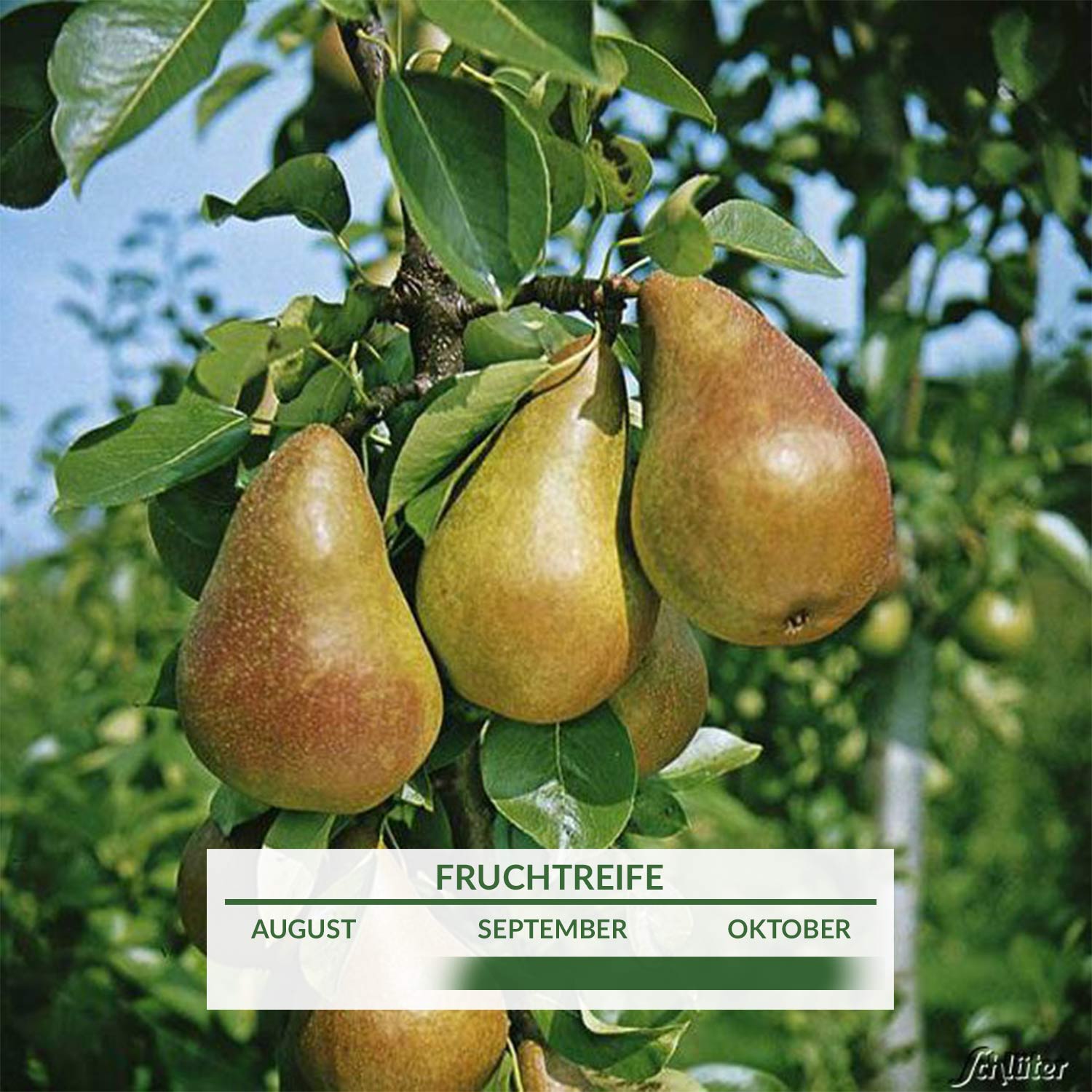 ZwergBirne 'Gute Luise' Pyrus communis 'Gute Luise