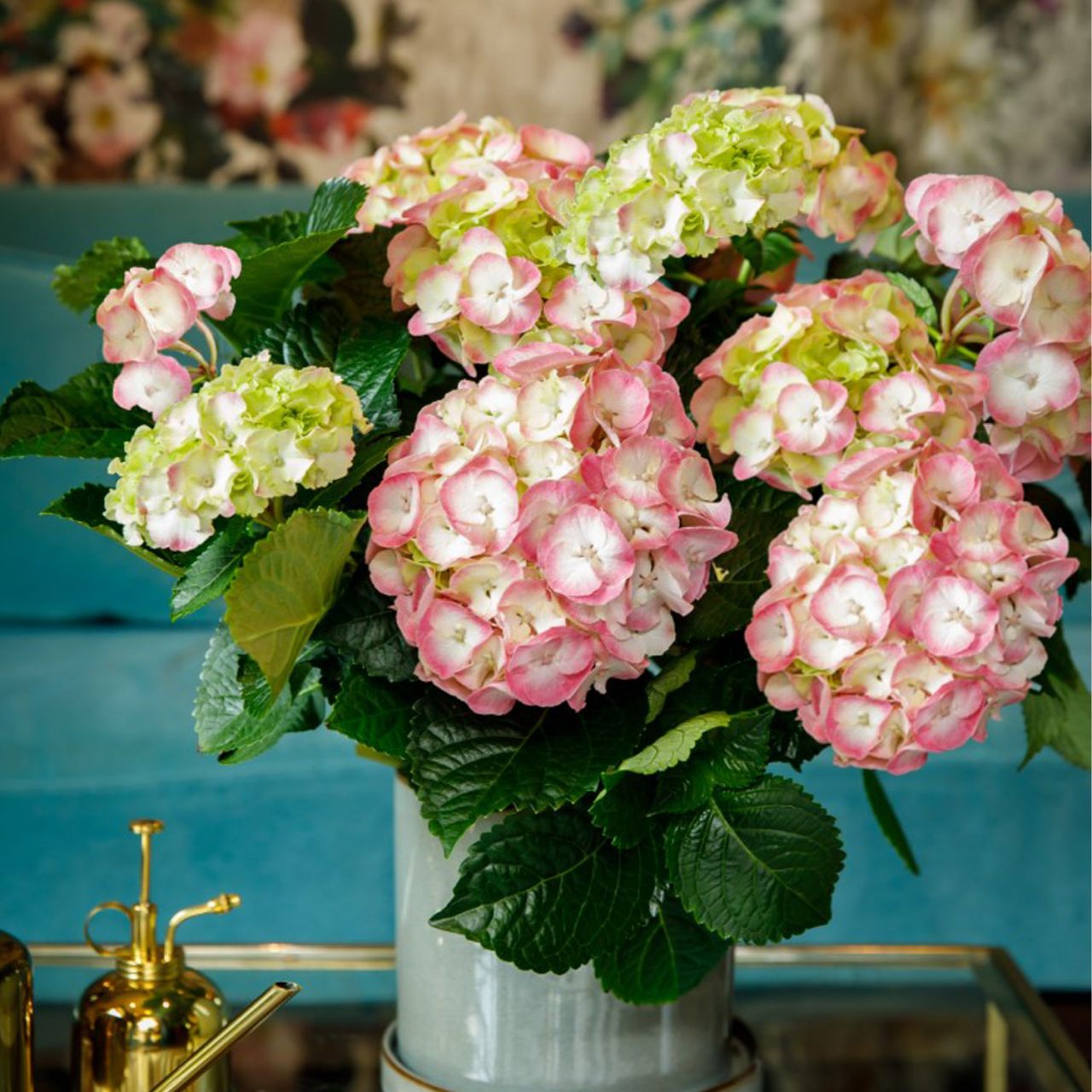 Kategorie <b>Blütensträucher und Ziergehölze </b> - Ballhortensie 'Rembrandt® Dolce Chic' - Hydrangea macrophylla 'Rembrandt® Dolce Chic'