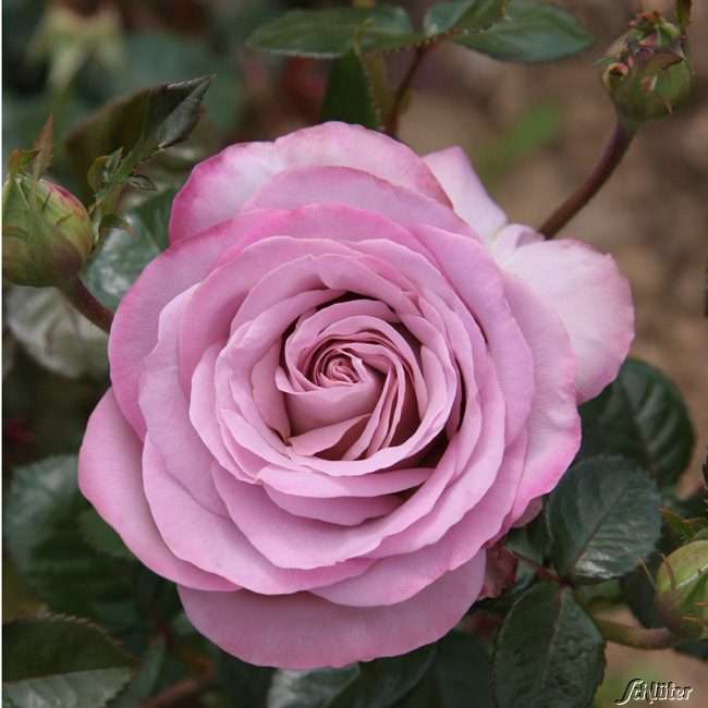 Edelrose Blue Girl Rosa Blue Girl Duftrosen Garten Schluter