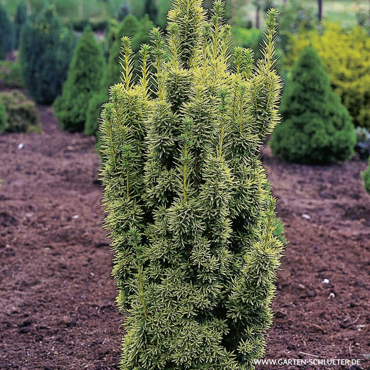 Kategorie <b>Nadelbäume u. Koniferen </b> - Zitronengelbe Säulen-Eibe 'David' - Taxus baccata 'David'