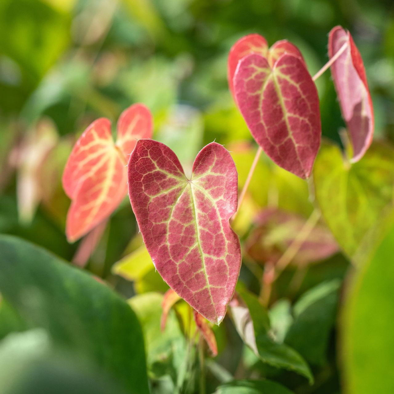  Elfenblume 'Sulphureum - Epimedium 'Sulphureum'