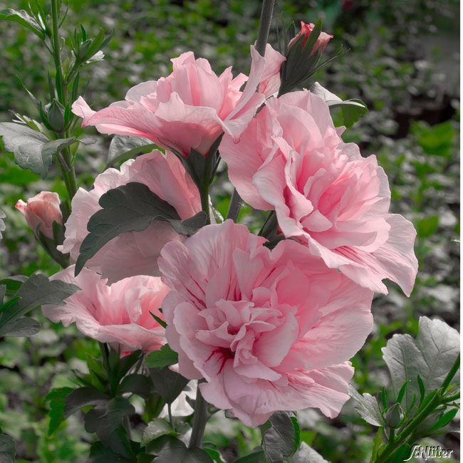 Hibiskus Baumschule Pflanzen Grosse Pflanzen Und Baume