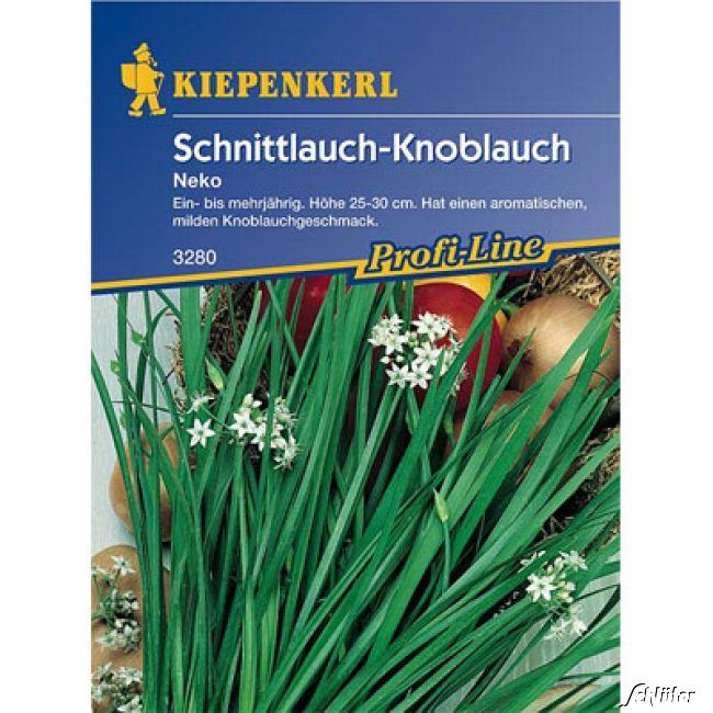  Schnitt-Knoblauch 'Neko' - Allium tuberosum