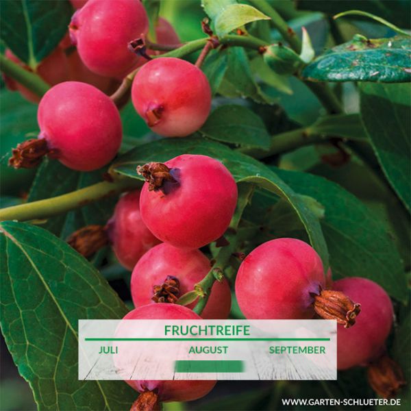 Heidelbeere Pink Lemonade Vaccinium Pink Lemonade