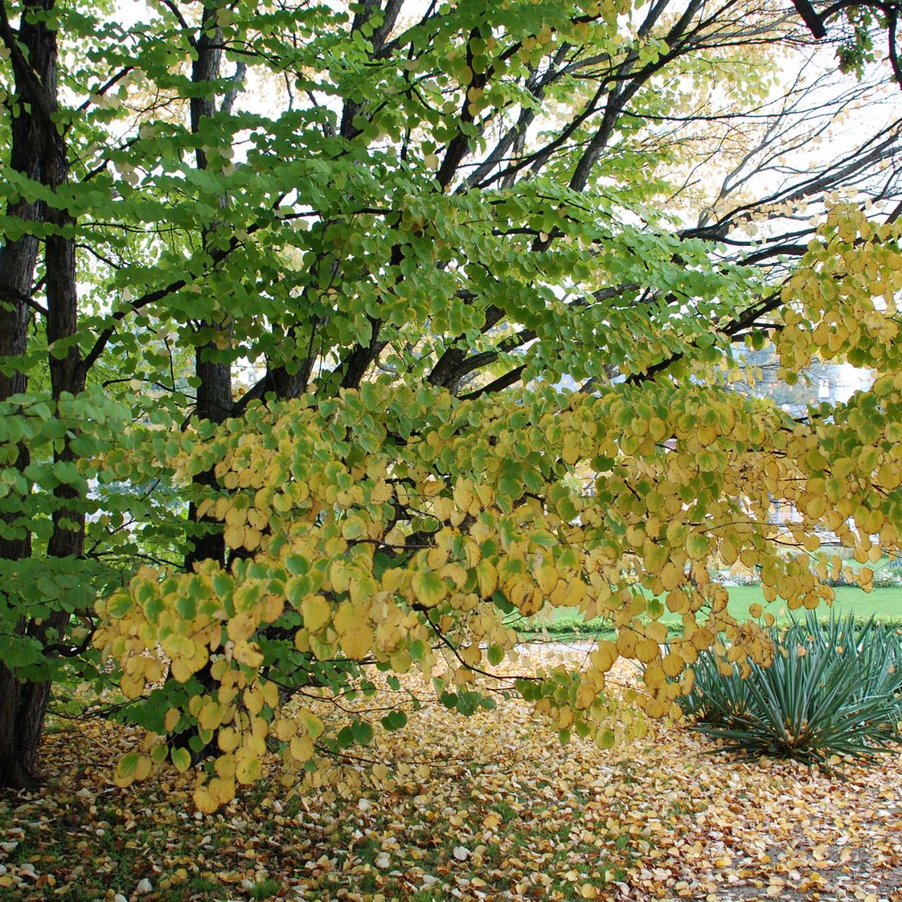 Kategorie <b>Laubbäume </b> - Lebkuchenbaum / Kuchenbaum Katsurabaum / Judasblattbaum - Cercidiphyllum japonicum