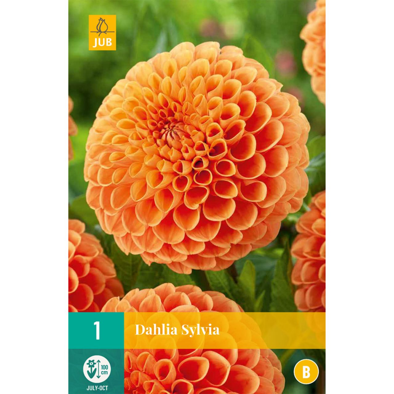 Kategorie <b>Frühlings-Blumenzwiebeln </b> - Balldahlie 'Sylvia', 1 Stück - Dahlia 'Sylvia'