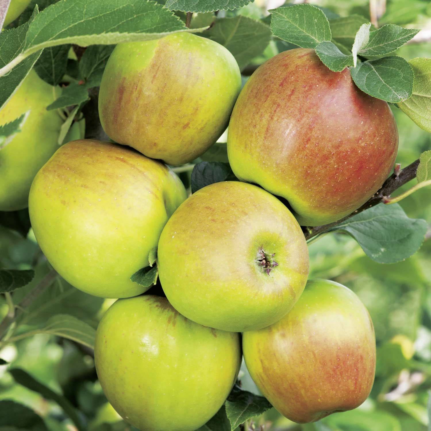 Äpfel GARTEN - - SCHLÜTER | Apfel Malus \'Goldparmäne\' \'Goldparmäne\'