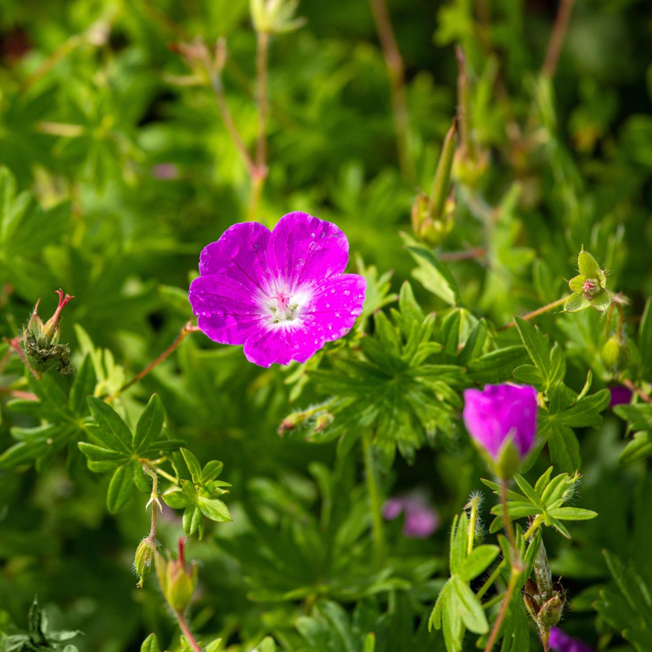  Blut Storchschnabel 'Elsbeth' - Geranium sang. 'Elsbeth'