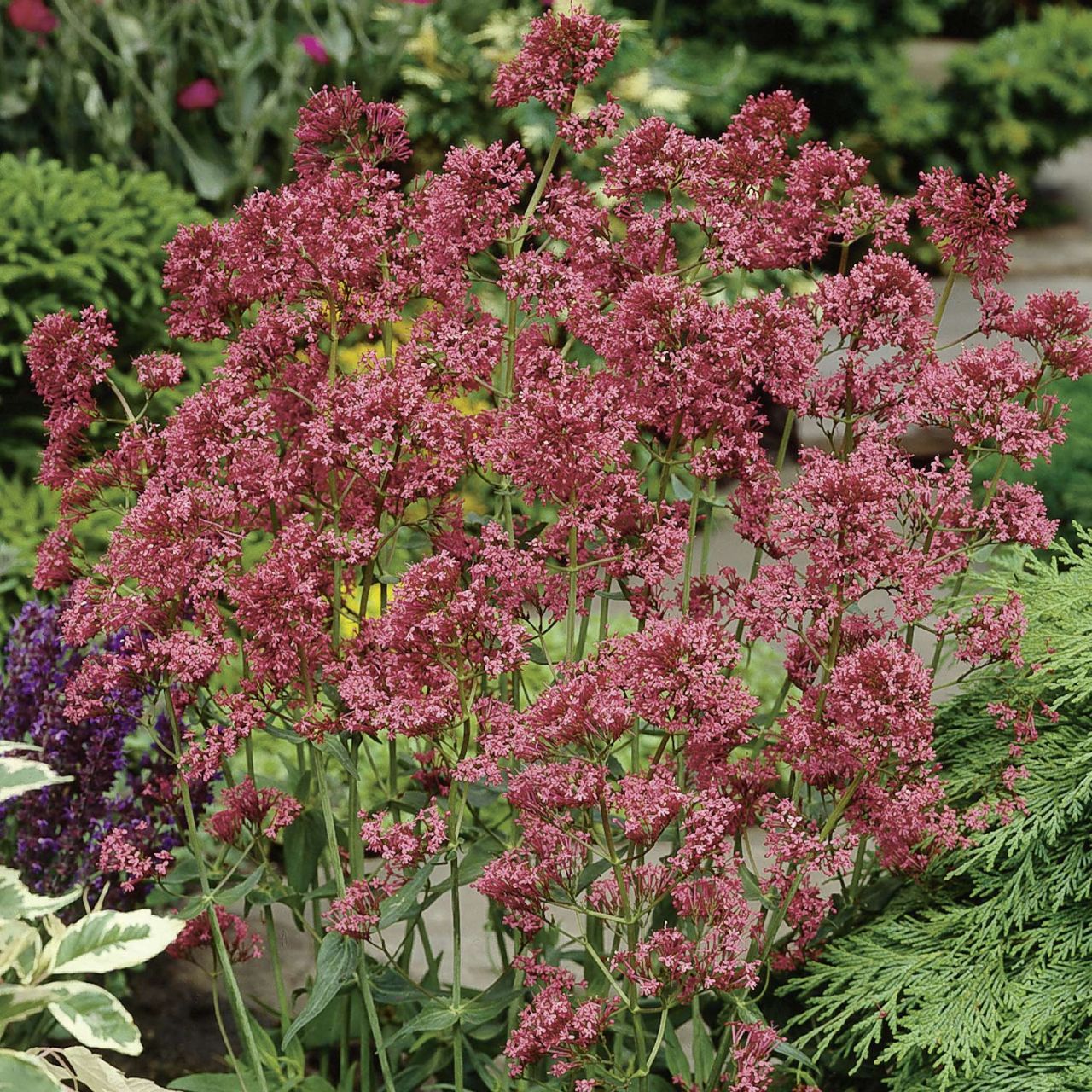 Spornblume - Centranthus ruber Coccineus