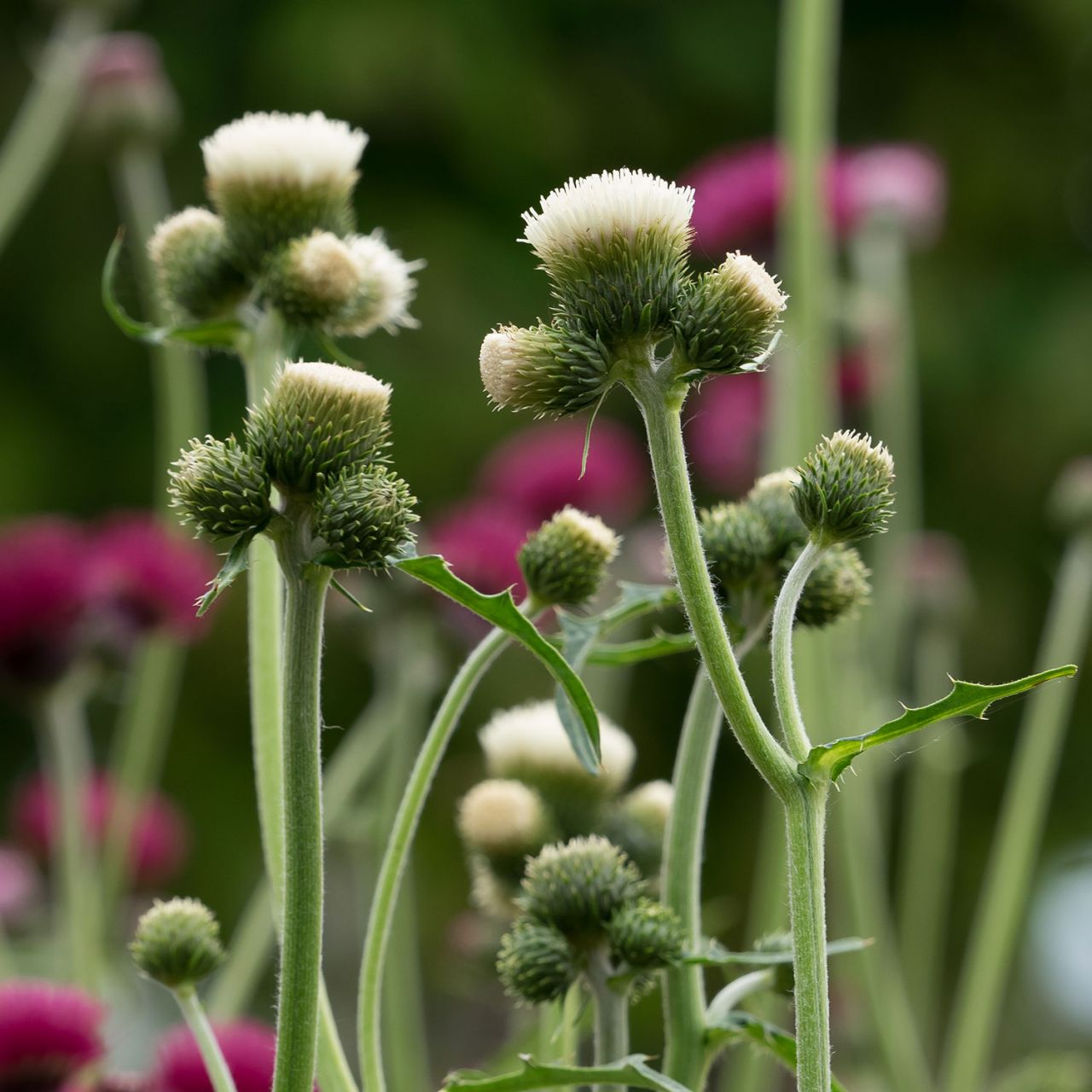  Bach-Kratzdistel 'Frosted Magic' - Cirsium rivulare 'Frosted Magic'