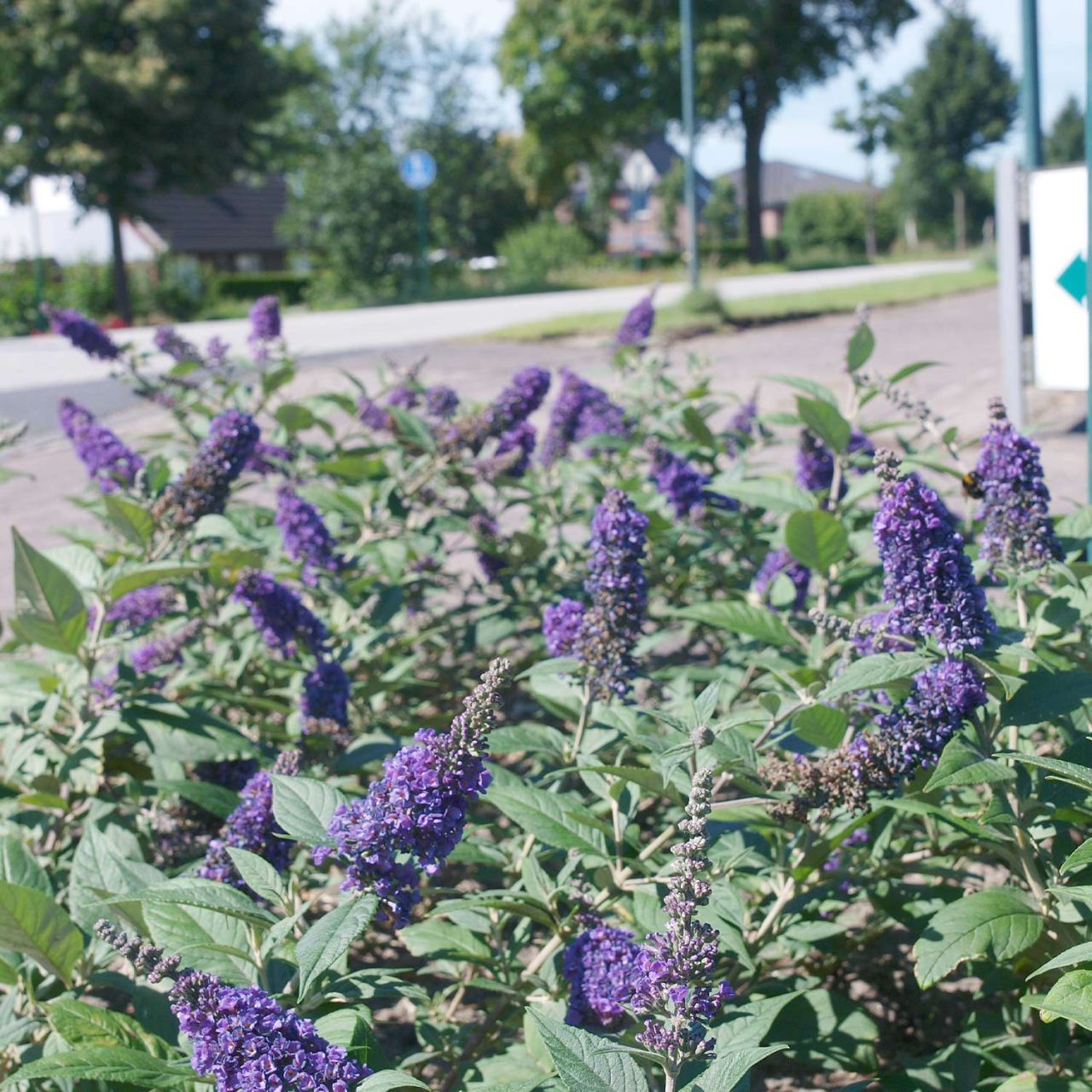 Kategorie <b>Blütensträucher und Ziergehölze </b> - Zwerg-Sommerflieder 'Blue Chip®' - Buddleja 'Blue Chip®'