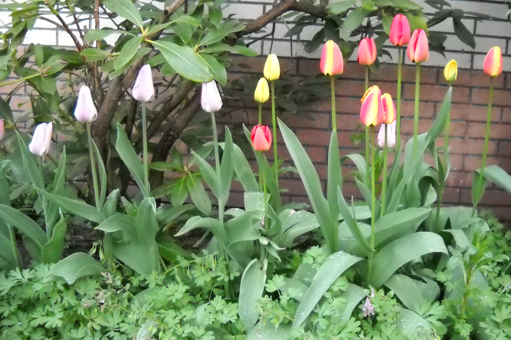 Vermehrung von Tulpen | Blumenzwiebeln Garten Ratgeber | | Schlüter