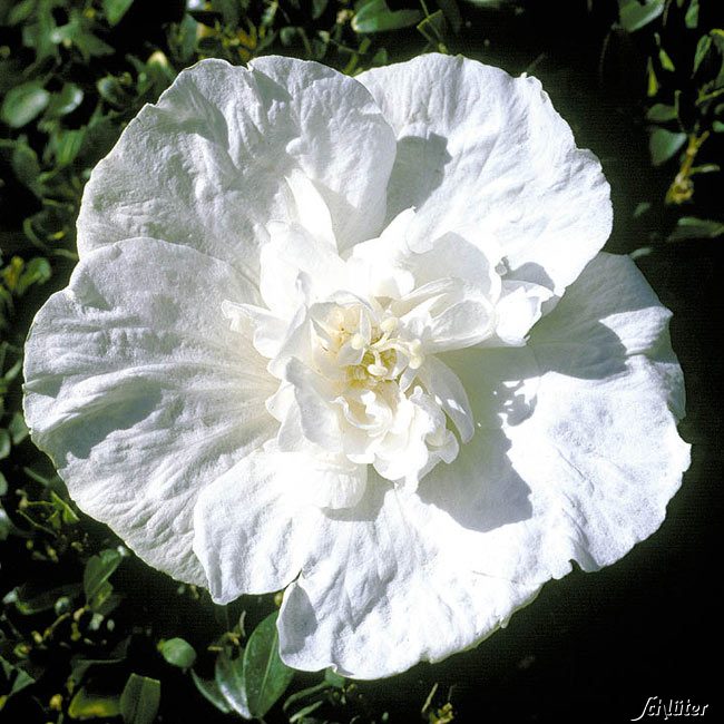 Garteneibisch White Chiffon Hibiscus Syriacus White Chiffon