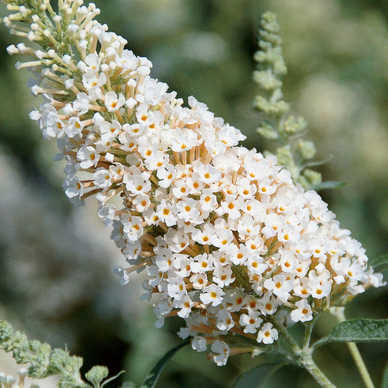 Kategorie <b>Blütensträucher und Ziergehölze </b> - Zwerg-Schmetterlingsflieder 'BUZZ Ivory' - Buddleja davidii 'Buzz Ivory'