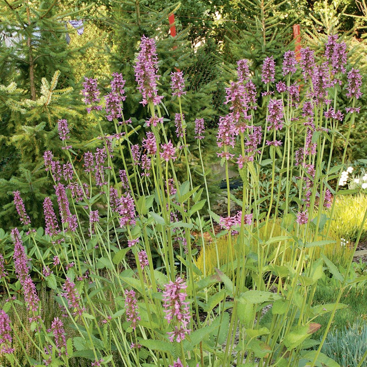  Echter Ziest - Beschreikraut - Stachys officinalis