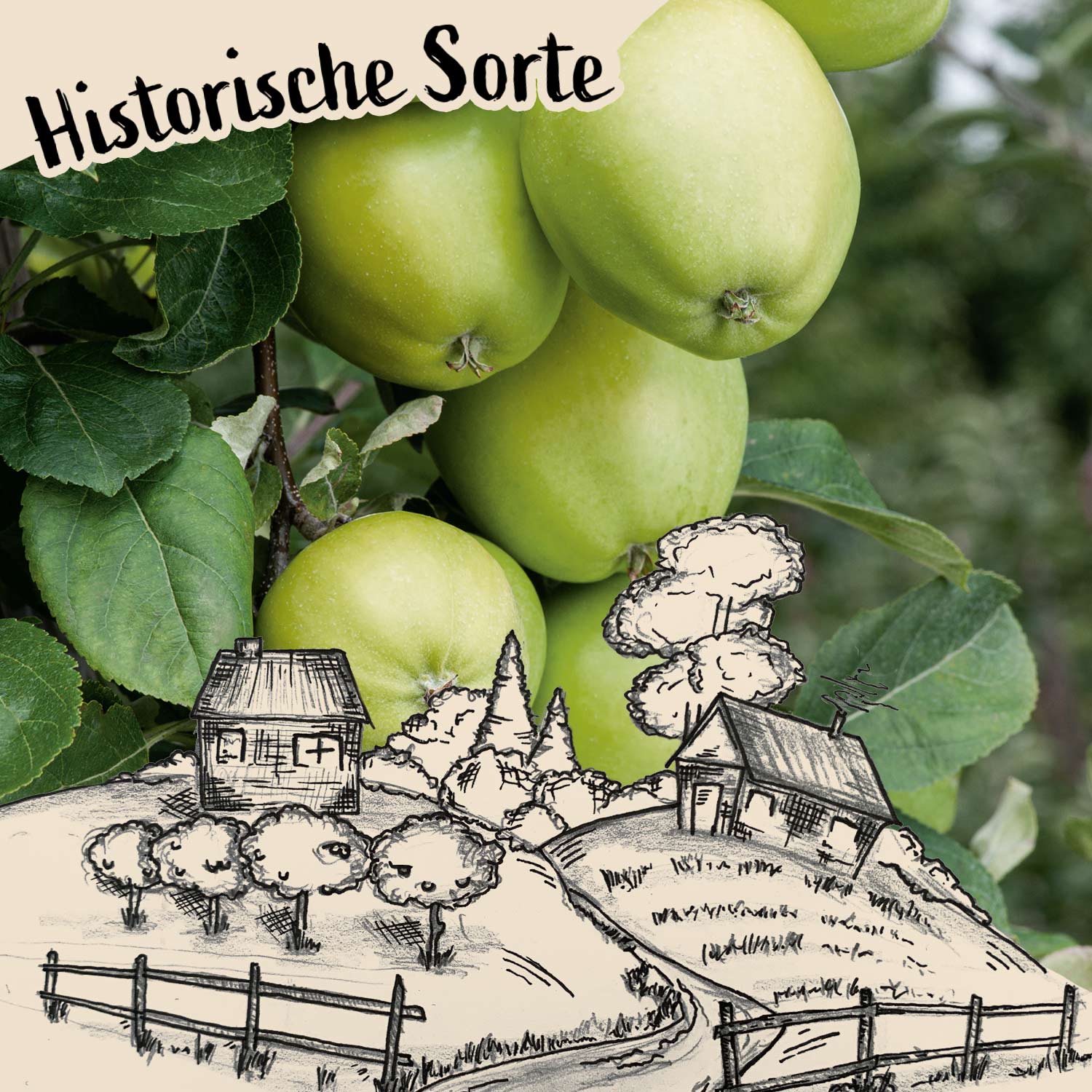 Herbstapfel \'Holsteiner Garten | Gemüse & | | Zitronenapfel\' | Obstgehölze Obst Schlüter Äpfel