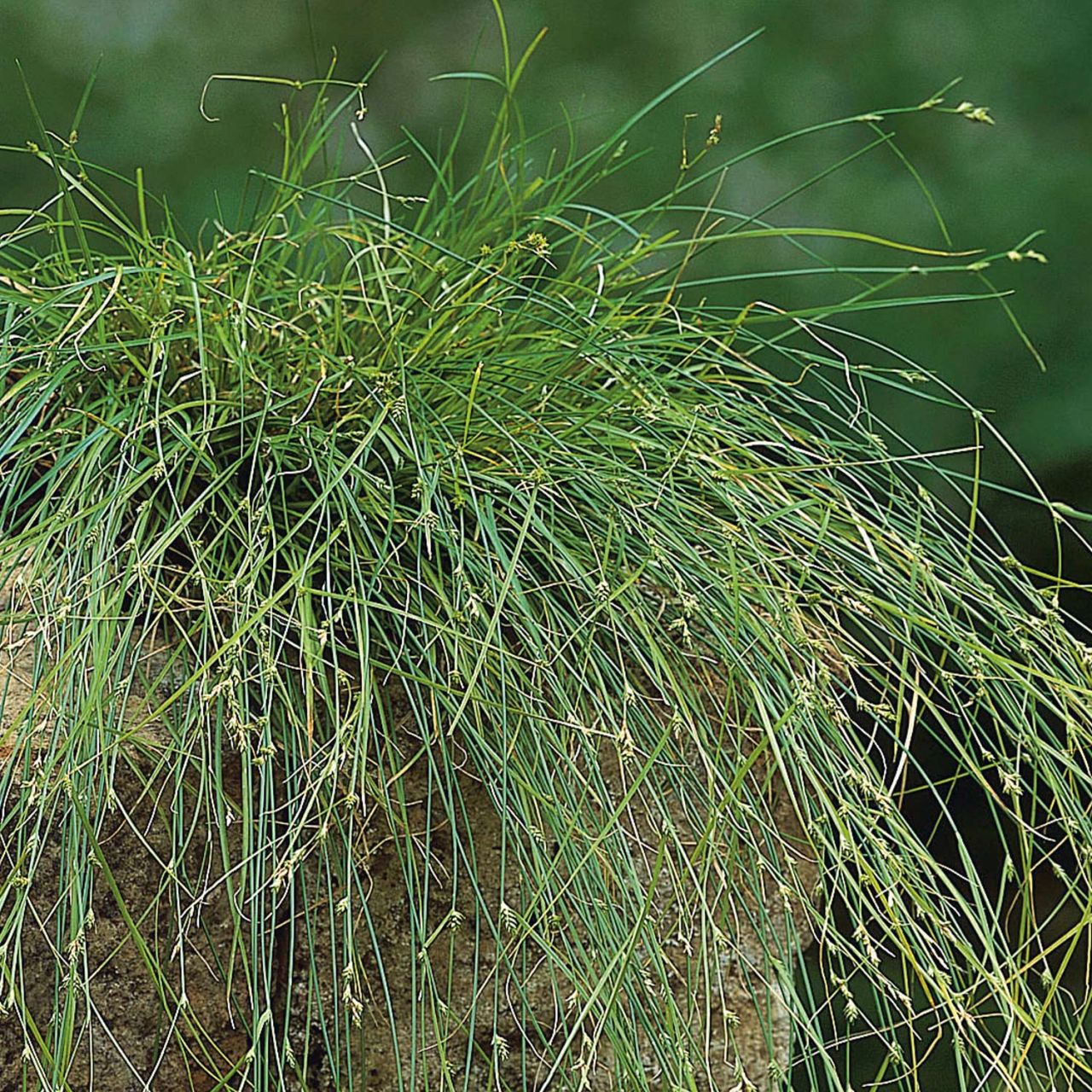  Europäische Wiesen-Segge -  Winkel-Segge - Carex remota