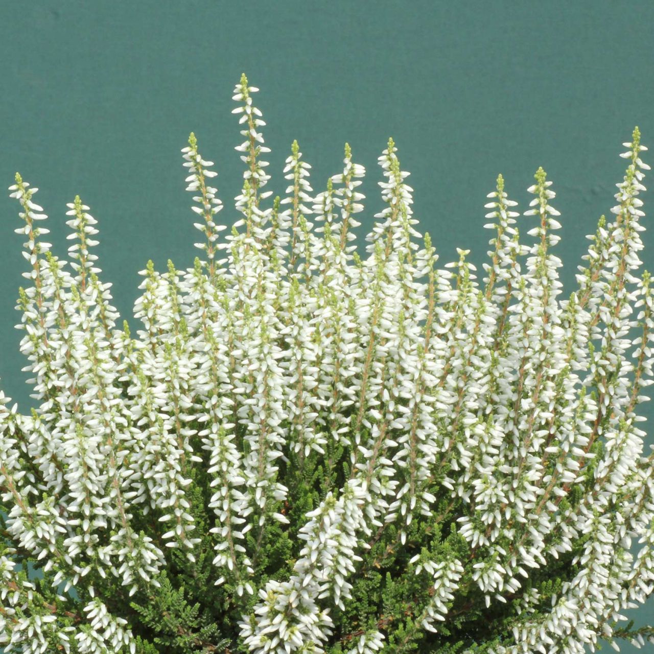 Kategorie <b>Stauden </b> - Sommerheide 'Madonna' (GardenGirls®) - Knospenblüher - Calluna vulgaris 'Madonna'