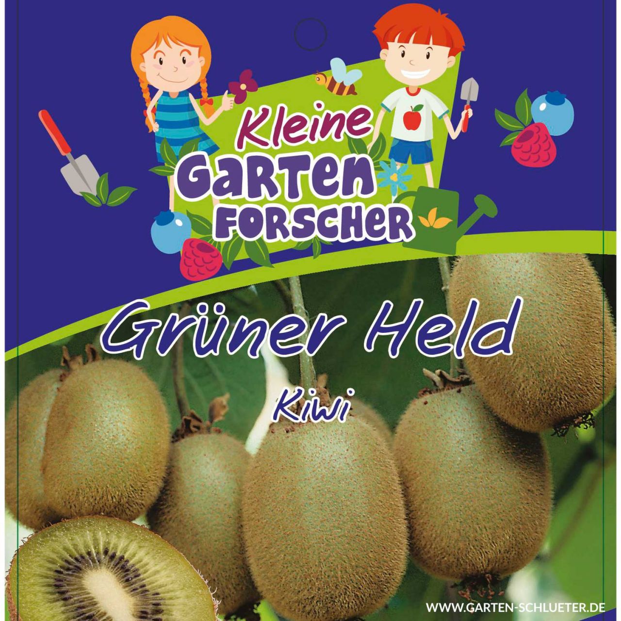 Kategorie <b>Obst </b> - Kiwi 'Grüner Held' Kleine Gartenforscher - Actinidia chinensis
