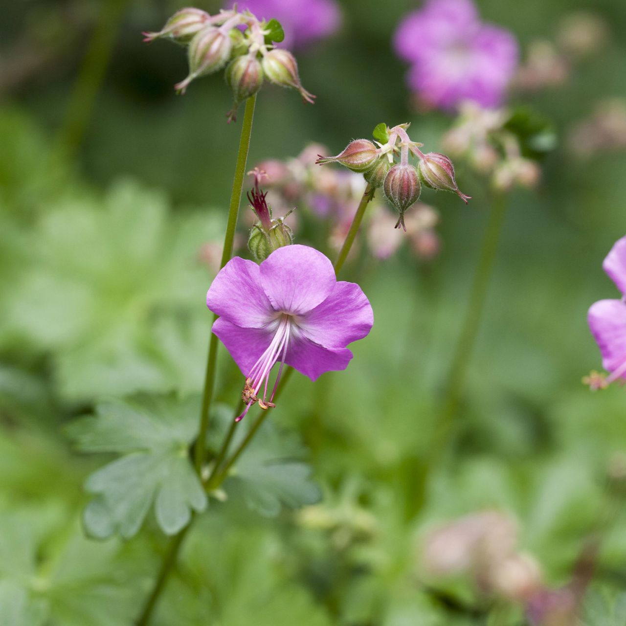  Storchschnabel 'Berggarten' - Geranium cant. 'Berggarten'