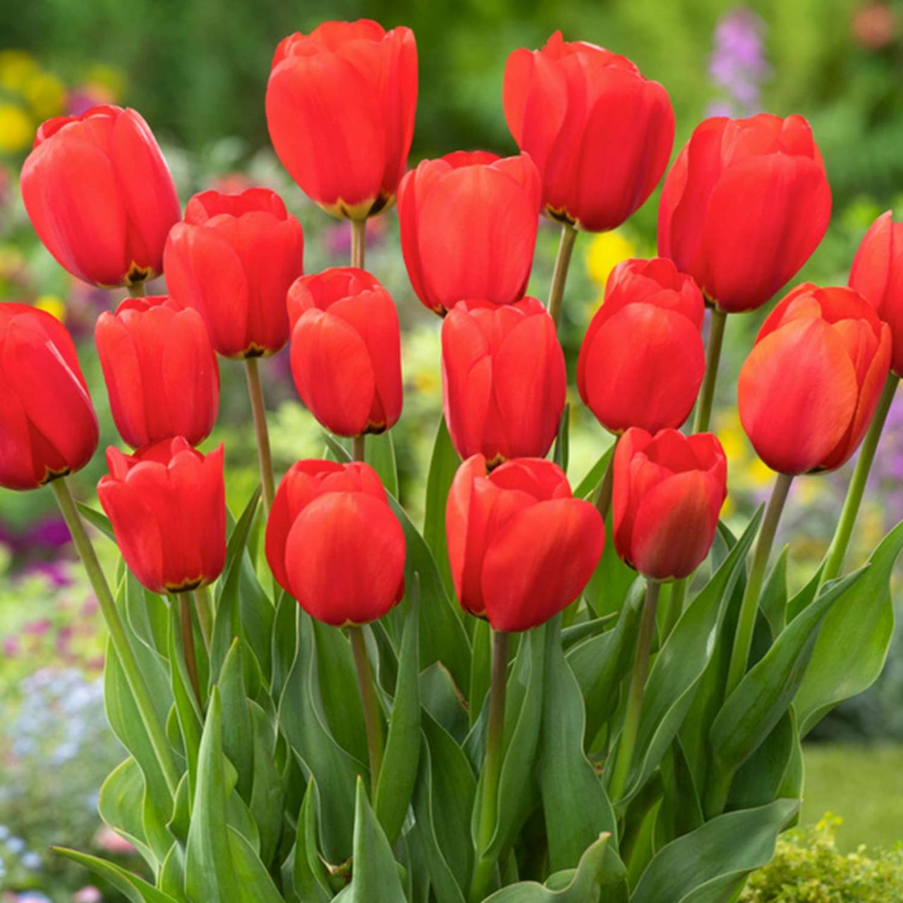 Kategorie <b>Herbst-Blumenzwiebeln </b> - Triumph-Tulpen 'Rot'  ab 25 Stück - Tulipa