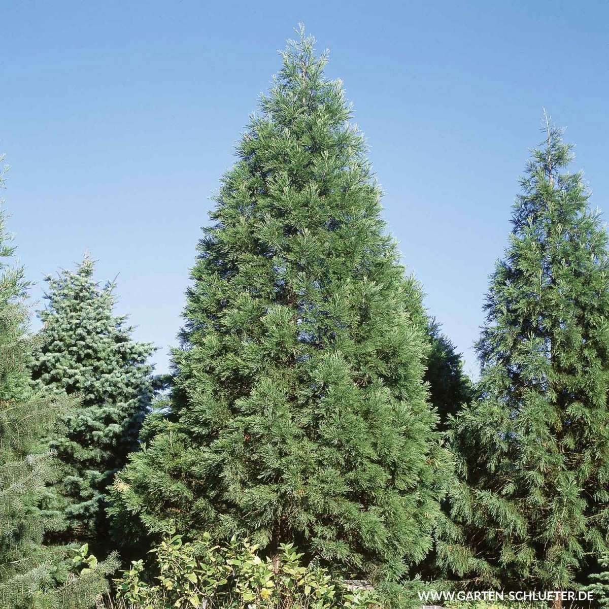 Kalifornischer Mammutbaum Sequoiadendron giganteum