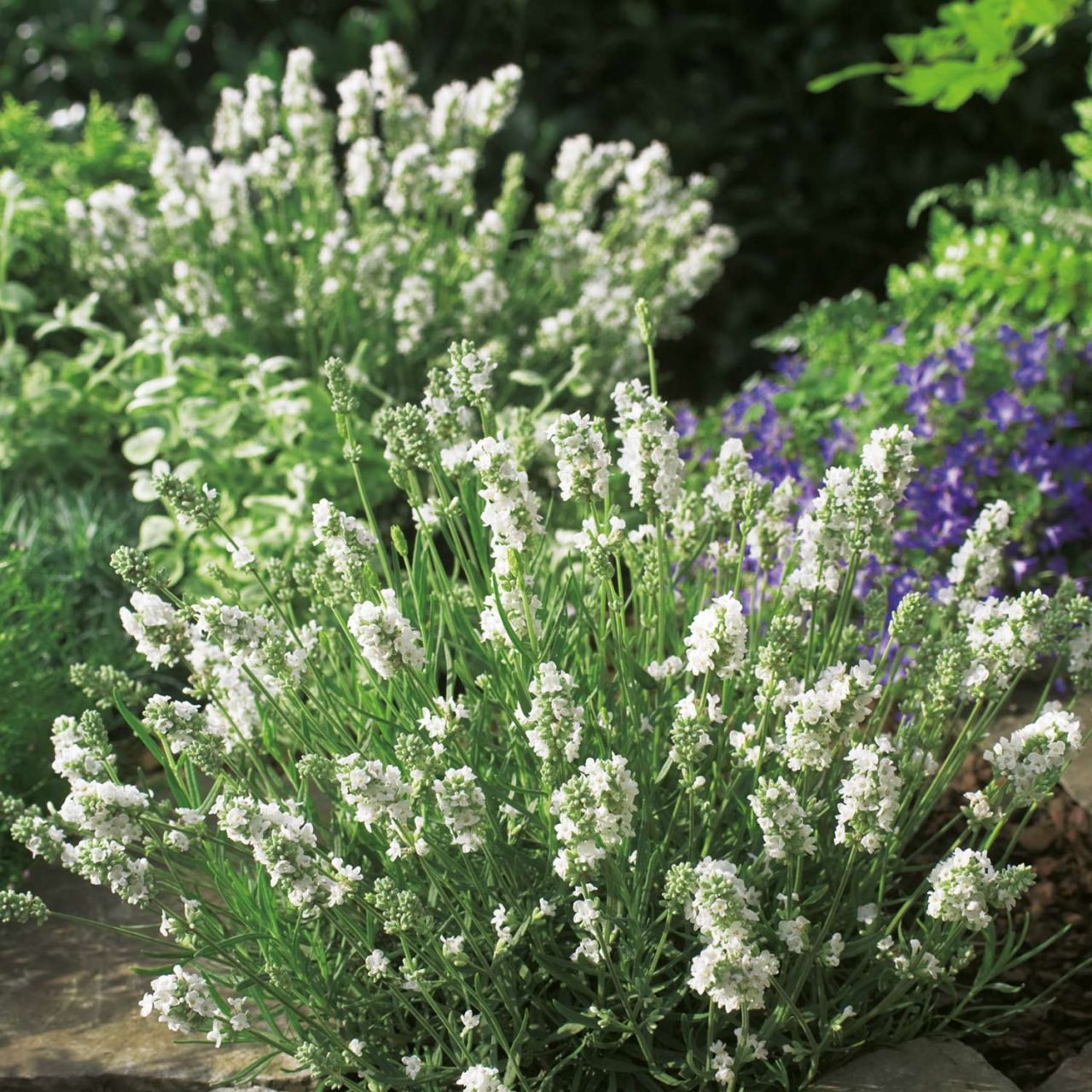  Lavendel 'Aromatica Silver' - Lavandula angustifolia 'Aromatica Silver'